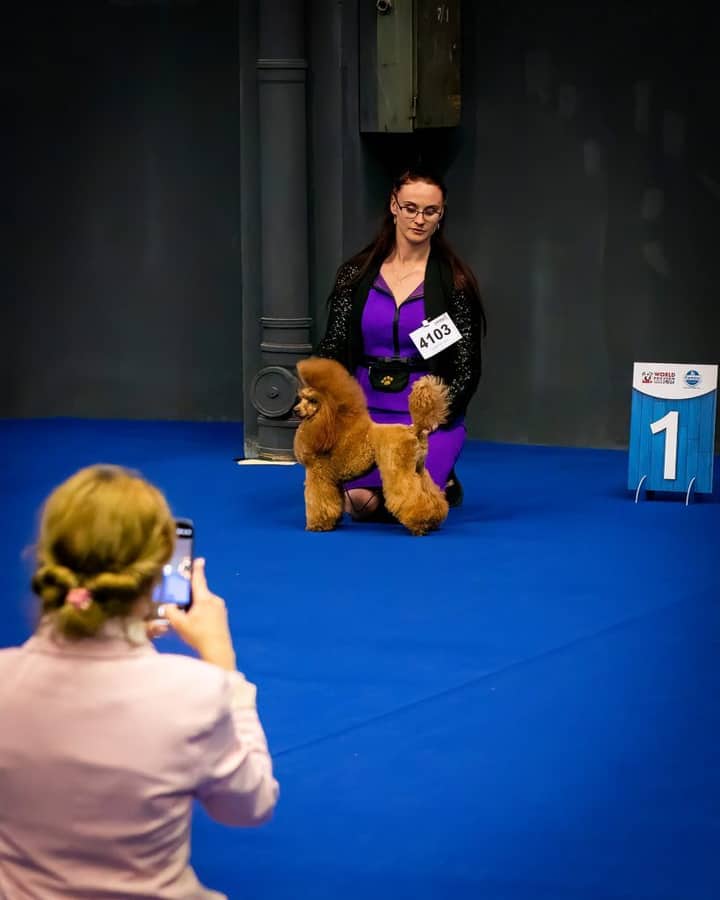 Nemuno Vingis poodle
